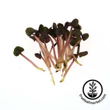 Load image into Gallery viewer, Seed Assortment: Colorful Microgreens