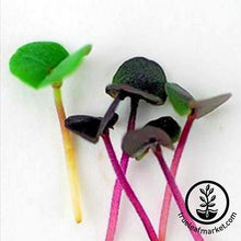 Load image into Gallery viewer, Seed Assortment: Exotic Microgreens