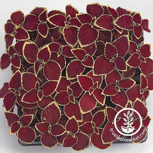 Load image into Gallery viewer, Coleus Seeds - Wizard Series