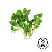 Load image into Gallery viewer, Seed Assortment: Colorful Microgreens
