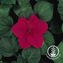 Load image into Gallery viewer, Impatiens Seeds - Dazzler Series
