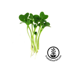 Load image into Gallery viewer, Seed Assortment: Colorful Microgreens