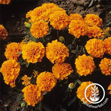 Load image into Gallery viewer, Marigold Seeds - Janie Series