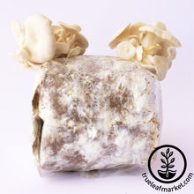 Load image into Gallery viewer, Mojo Pro White Oyster Mushroom Block Kit