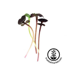 Load image into Gallery viewer, Seed Assortment: Colorful Microgreens