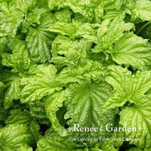 Load image into Gallery viewer, Renees Garden - Basil Lover’s Bonanza Collection