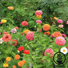 Load image into Gallery viewer, Fast & Easy Bilingual Flower Seed Collection