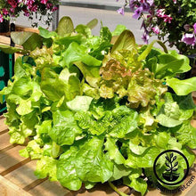 Load image into Gallery viewer, Planter Box
