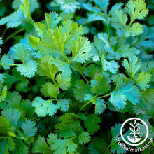 Load image into Gallery viewer, Easy &amp; Delicious Bilingual Herb Seed Collection

