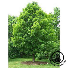 Load image into Gallery viewer, Red Maple Arbor Day Tree Kit
