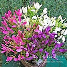 Load image into Gallery viewer, Renees Garden - Pollinator Flower Seed Collection
