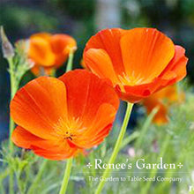 Load image into Gallery viewer, Renees Garden - Pollinator Flower Seed Collection
