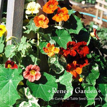 Load image into Gallery viewer, Renees Garden - Pollinator Flower Seed Collection
