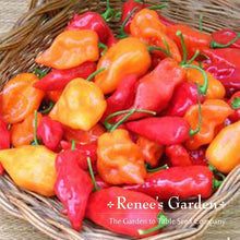 Load image into Gallery viewer, Renees Garden - Spicy Chile Garden Seed Collection
