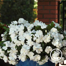 Load image into Gallery viewer, Vinca Seeds - Mediterranean XP Series
